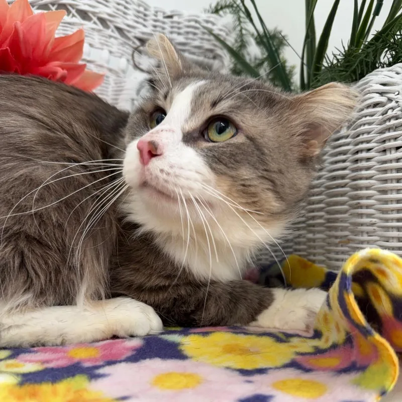 Bells A Jumping thumbnail 2