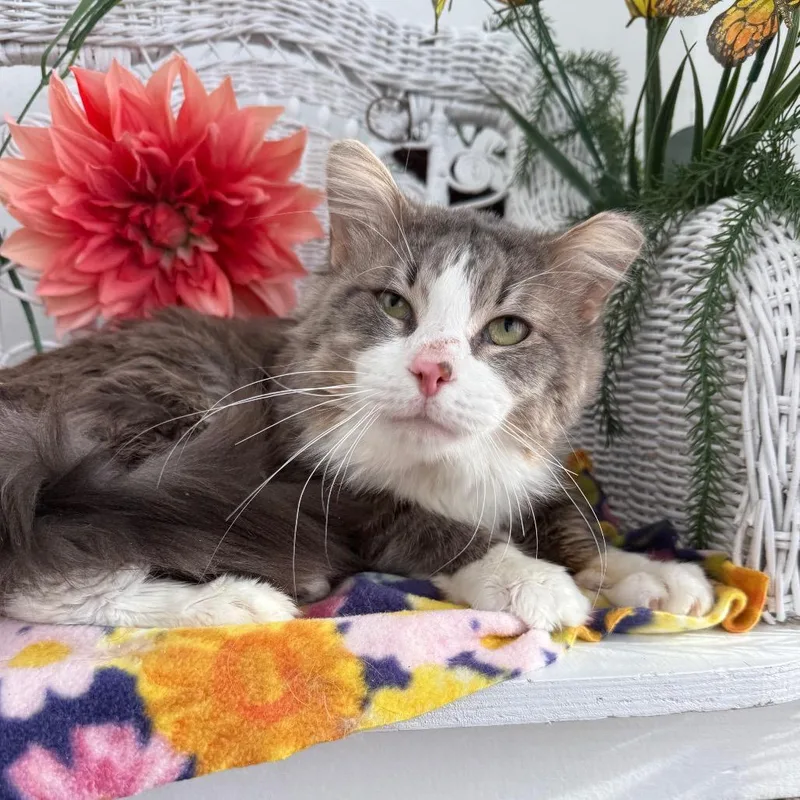 Bells A Jumping thumbnail 3