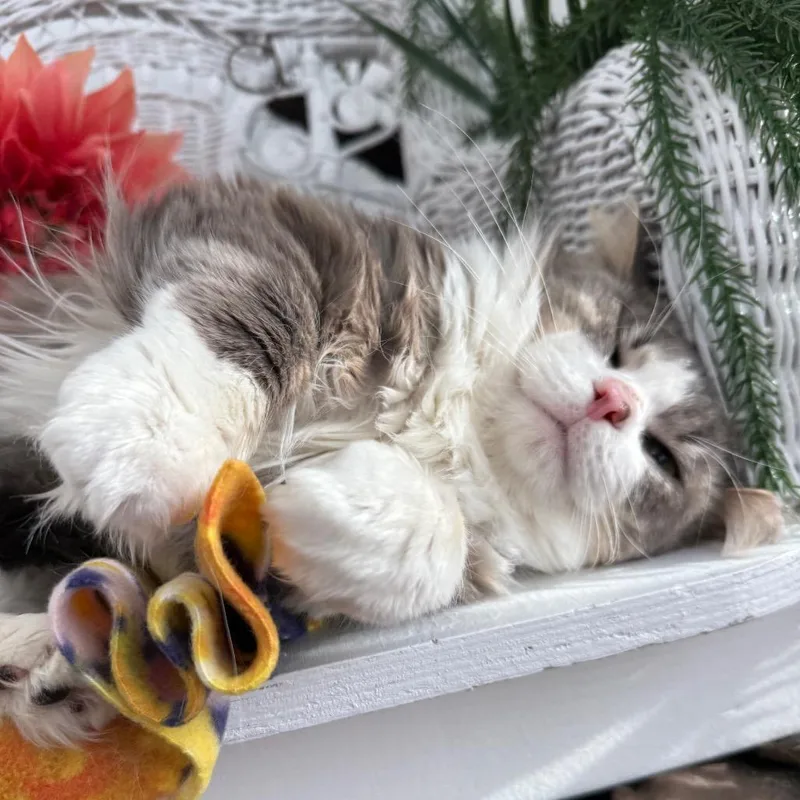 Bells A Jumping thumbnail 4