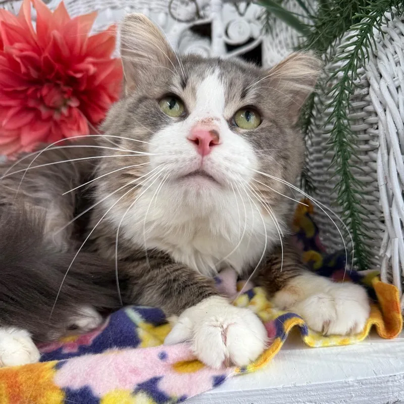 Bells A Jumping thumbnail 5