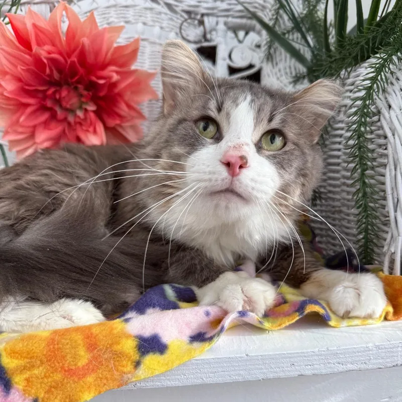 Bells A Jumping thumbnail 6