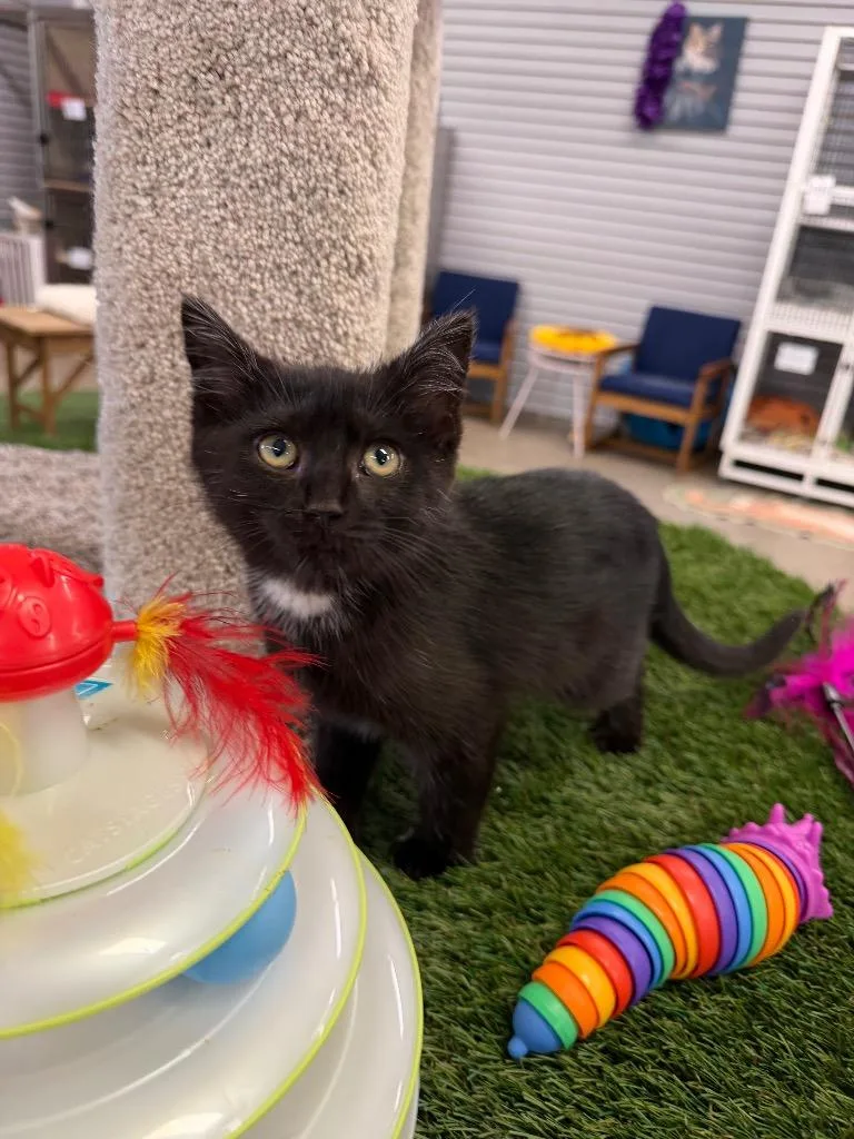 A baby medium-sized female Domestic Short Hair cat named Violet for adoption in Pierceton, IN