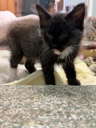 A baby small-sized male Domestic Long Hair cat named Biscuit for adoption in Washington, DC
