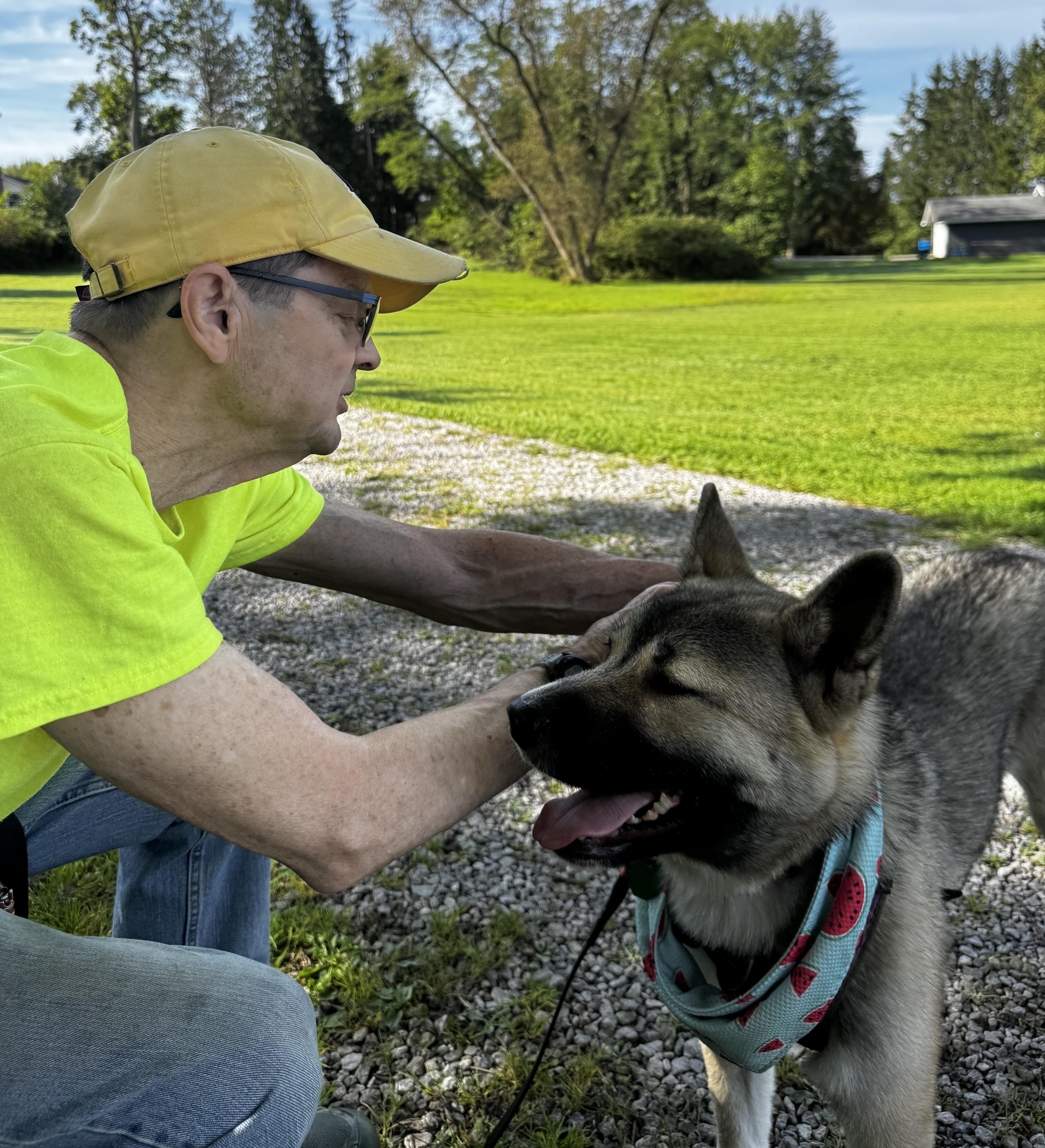A young large-sized female Akita dog named Rylee for adoption in Chicago, IL