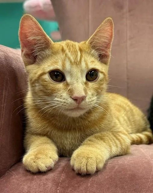 A young medium-sized male Domestic Short Hair cat named Tucker for adoption in Camarillo, CA