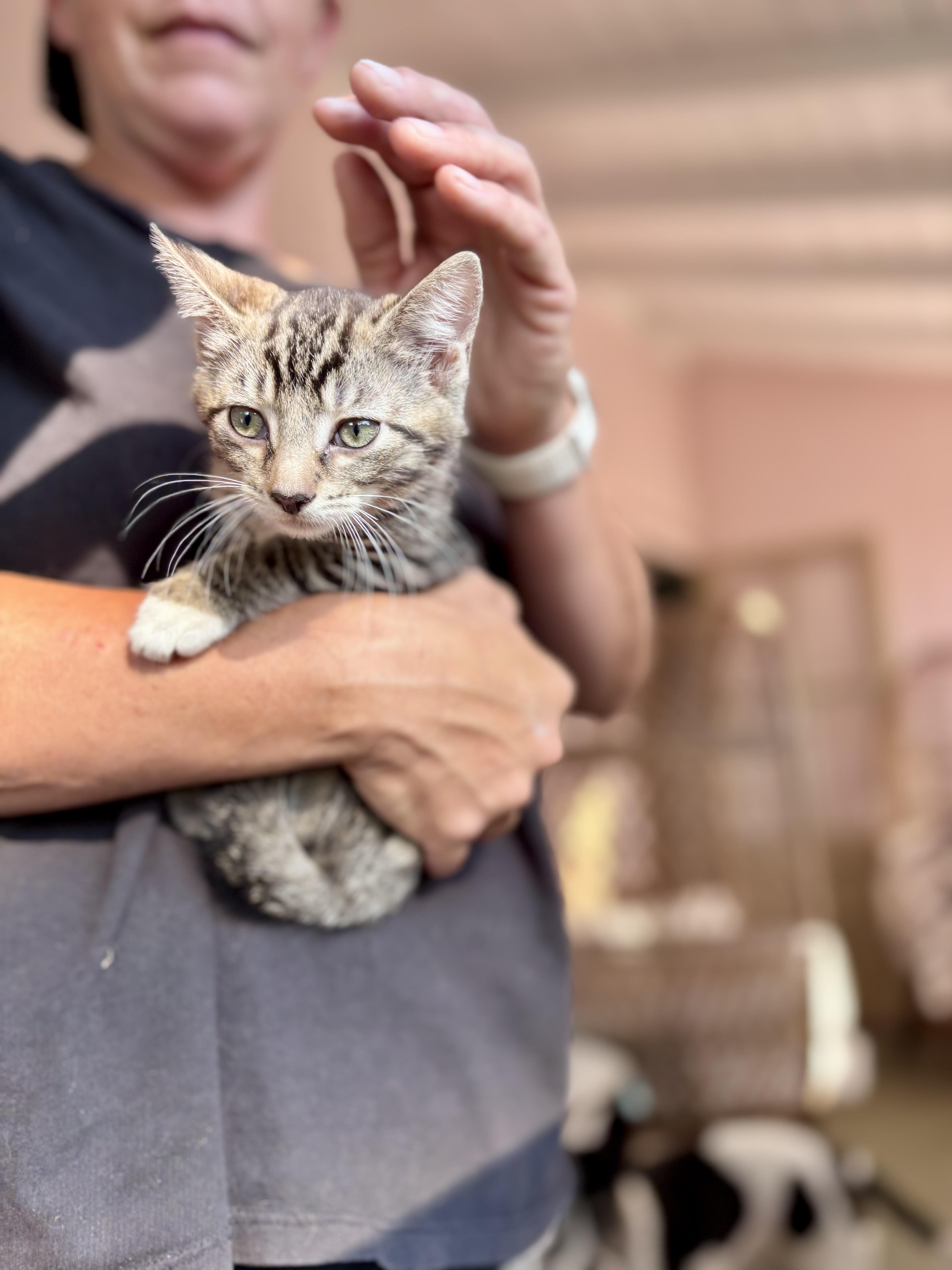 A baby small-sized male Tabby (Brown / Chocolate) American Shorthair cat named Tater Tot for adoption in Wallkill, NY