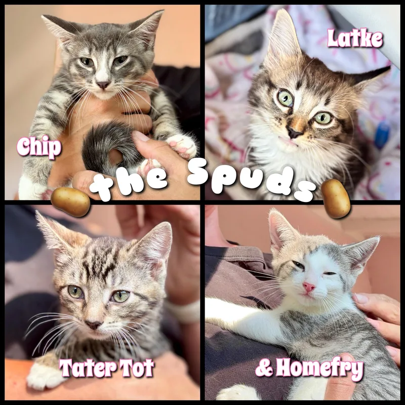 Tater Tot thumbnail 2