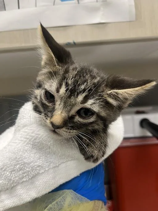 A baby small-sized male Domestic Short Hair cat named Logan for adoption in Las Vegas, NV