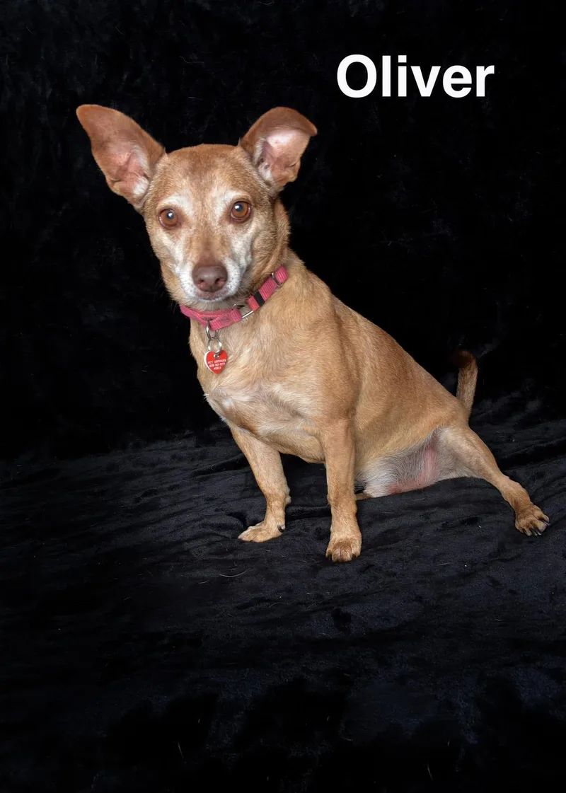 An adult small-sized male Yellow / Tan / Blond / Fawn Dachshund dog named Oliver for adoption in Van Nuys, CA