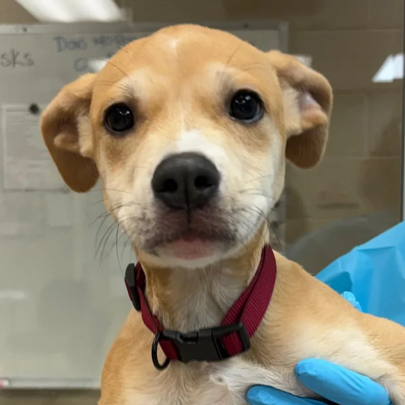 Darla