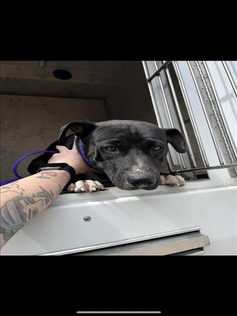 A young medium-sized female Pit Bull Terrier dog named Bellette for adoption in Killeen, TX