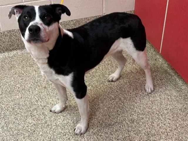 An adult large-sized male Australian Cattle Dog / Blue Heeler dog named Loki for adoption in Colorado Springs, CO