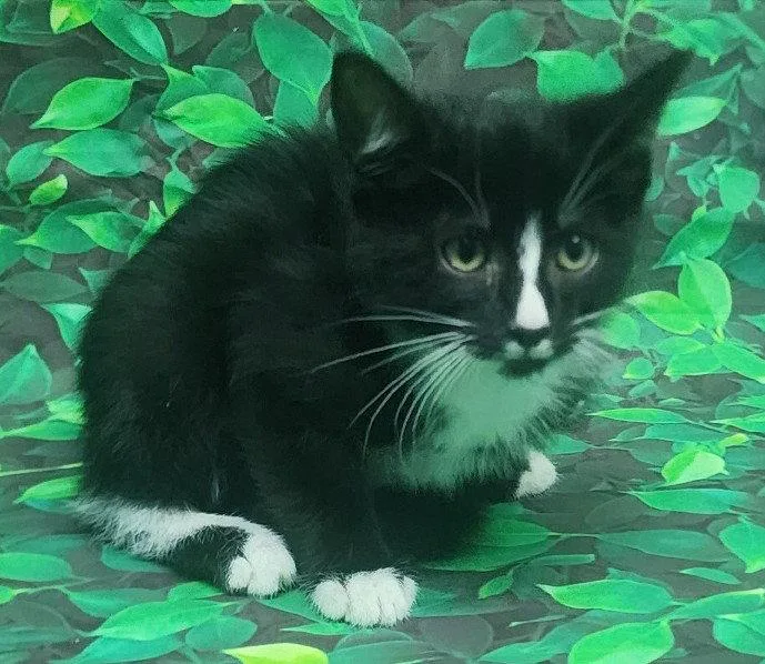 Basil