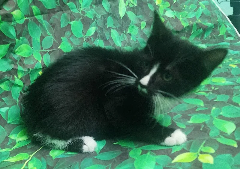 Basil thumbnail 2