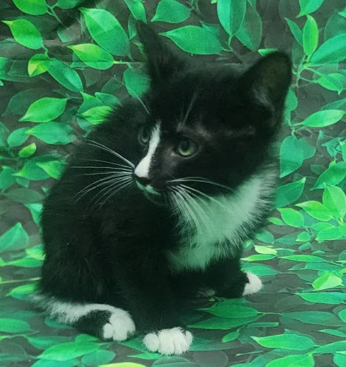 Basil thumbnail 3