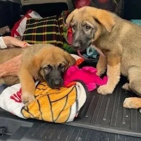 A baby medium-sized female Yellow / Tan / Blond / Fawn Shepherd dog named Strawberry for adoption in Potomac, MD