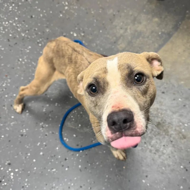 An adult medium-sized male Yellow / Tan / Blond / Fawn Mixed Breed dog named Gunner for adoption in Columbiana, AL