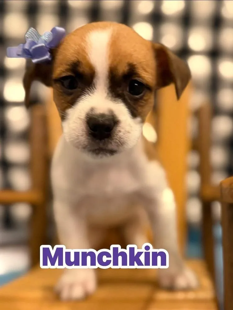 A baby small-sized female Tricolor (Brown, Black, & White) Shih Tzu dog named Munchkin for adoption in Scranton, PA