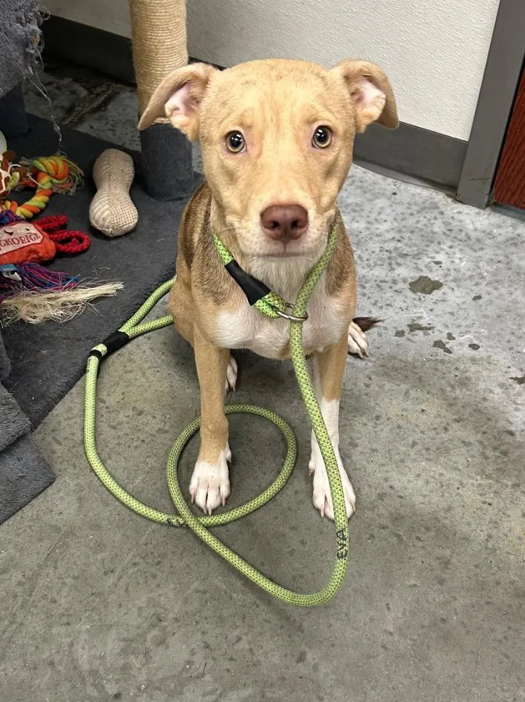 A baby medium-sized female Catahoula Leopard Dog dog named Goldie for adoption in Gautier, MS