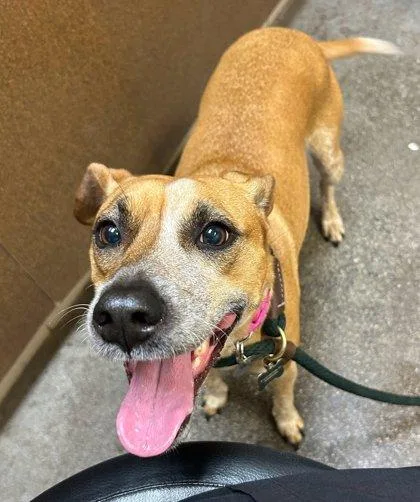 A baby small-sized female Catahoula Leopard Dog dog named Molly for adoption in Honolulu, HI