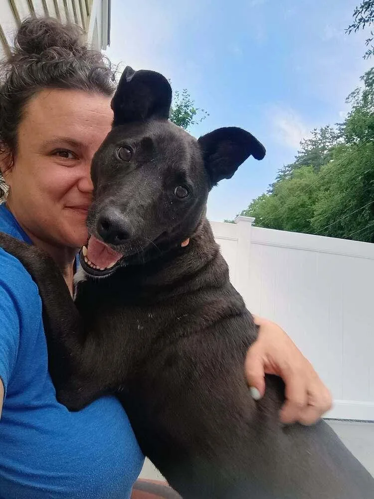 An adult medium-sized male Black Mixed Breed dog named Woody for adoption in Leverett, MA