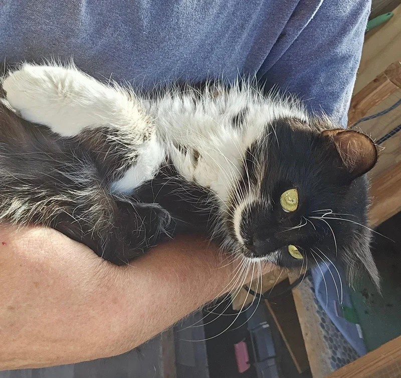 GIDGET Offered