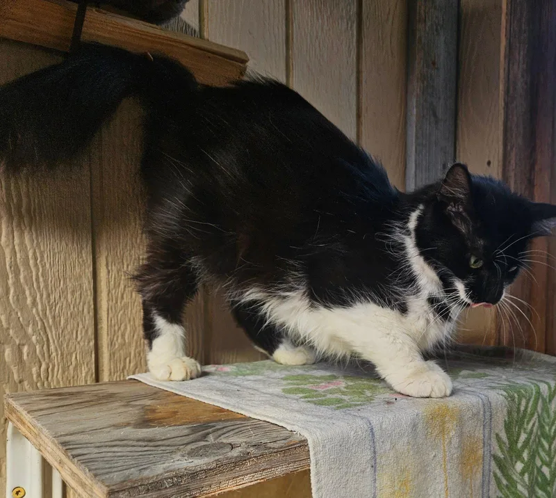 GIDGET   Offered thumbnail 2