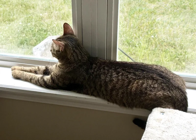 A young medium-sized female Tabby (Brown / Chocolate) Domestic Short Hair cat named Sushi for adoption in Indianapolis, IN