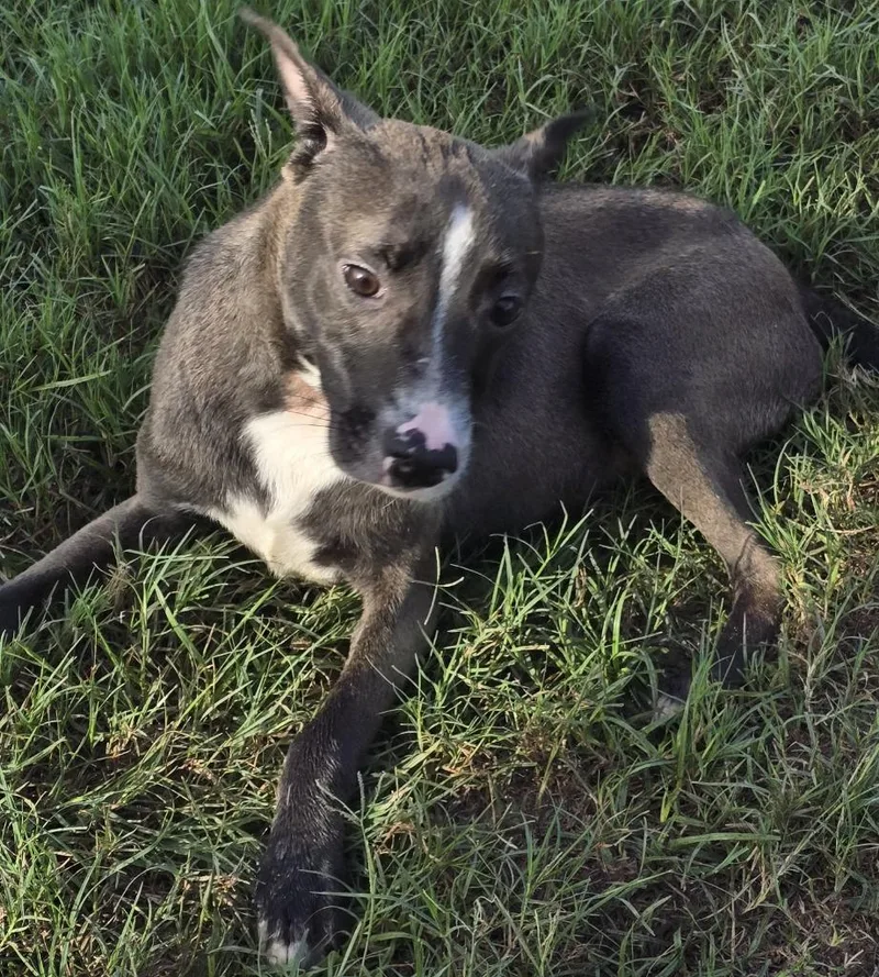 A young medium-sized male Terrier dog named Itachi for adoption in Humble, TX