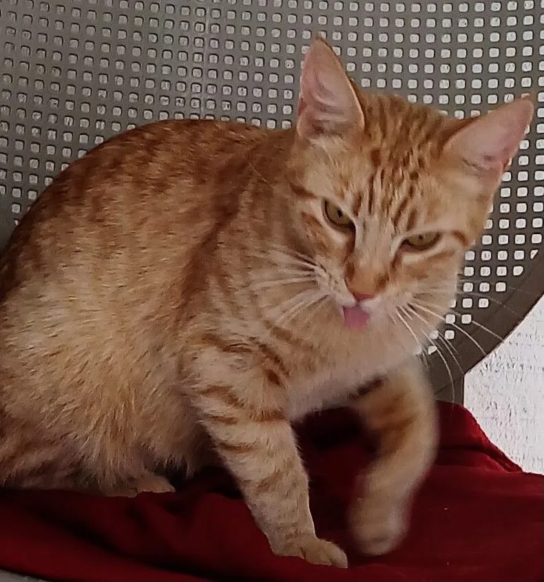 An adult medium-sized female Orange / Red Domestic Short Hair cat named Amber for adoption in Lompoc, CA