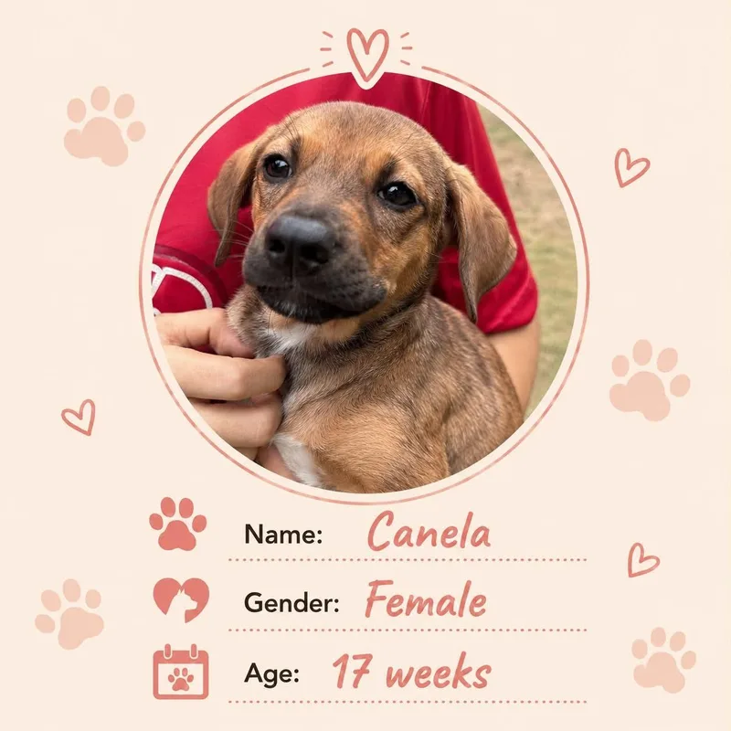 A baby small-sized female Dachshund dog named Canela for adoption in New York, NY