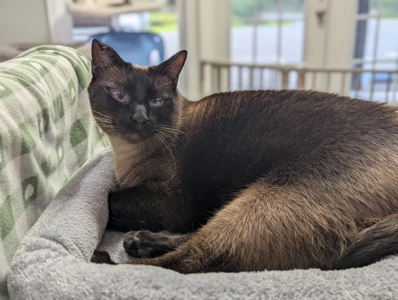 An adult large-sized male Tonkinese cat named Laszlo for adoption in Lancaster, PA