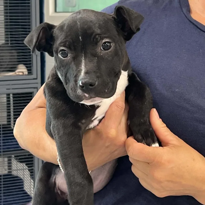 A baby small-sized female Black American Staffordshire Terrier dog named Nika for adoption in Hampton Bays, NY
