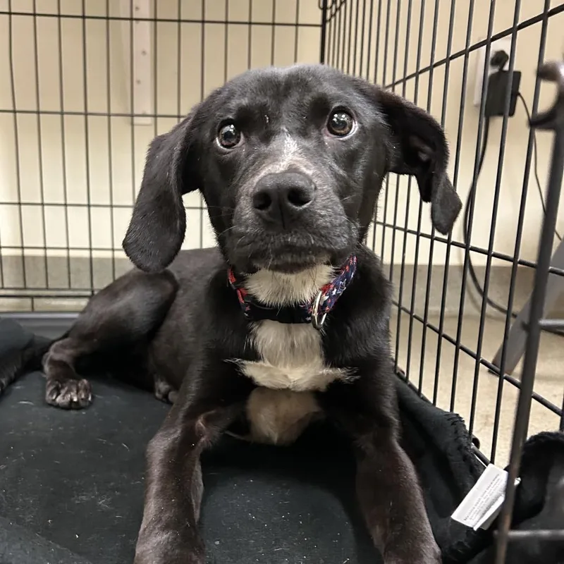 A young medium-sized female Black Hound dog named Morado for adoption in Lynchburg, VA
