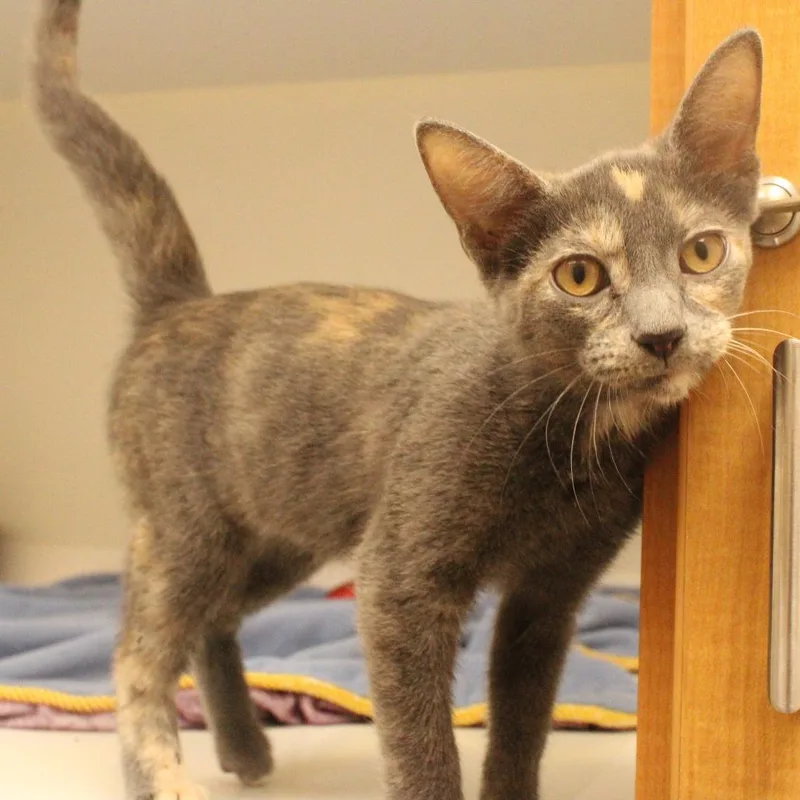 A baby small-sized female Tortoiseshell Domestic Short Hair cat named Little Debbie for adoption in Champaign, IL