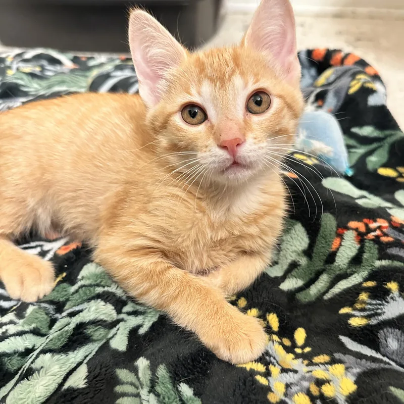 A baby medium-sized male Orange / Red Domestic Short Hair cat named Dumpling for adoption in East Lansing, MI