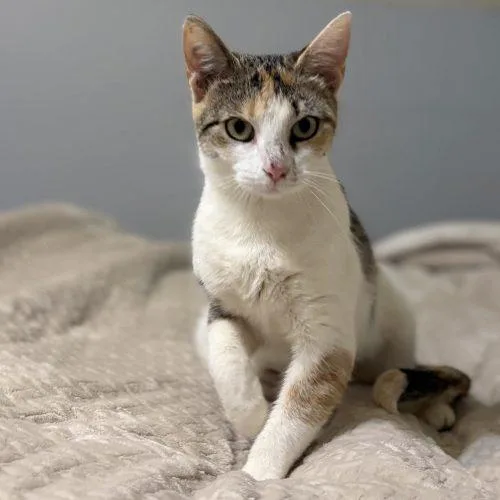 Clawdia