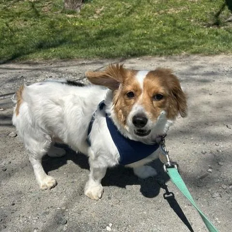 An adult medium-sized female White / Cream Spaniel dog named Rosie T for adoption in Phoenixville, PA