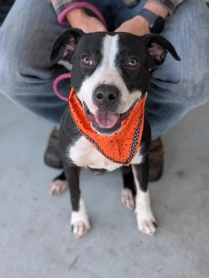 An adult medium-sized female Terrier dog named Marnie for adoption in Gulfport, MS