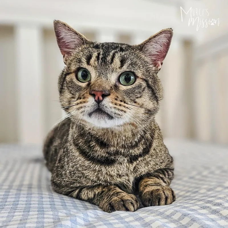 An adult large-sized male Brown / Chocolate Manx cat named Pepe for adoption in Spokane , WA
