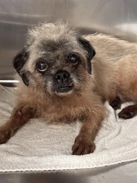 A senior small-sized female Brussels Griffon dog named Bella for adoption in Upper Marlboro, MD