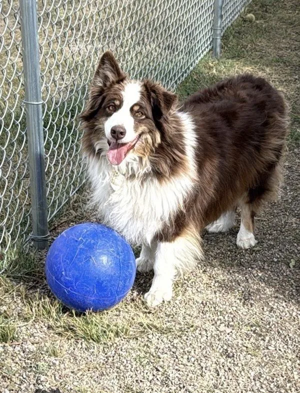 An adult medium-sized female Mixed Breed dog named Sweet Pea for adoption in Great Falls, MT