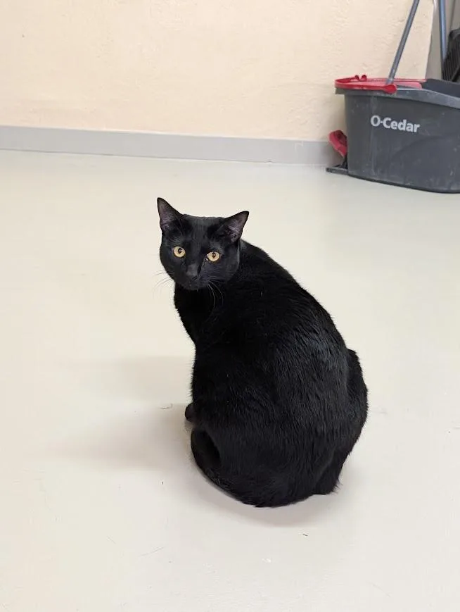 An adult medium-sized male Black Domestic Short Hair cat named Natalie & Cole for adoption in Sonoita, AZ