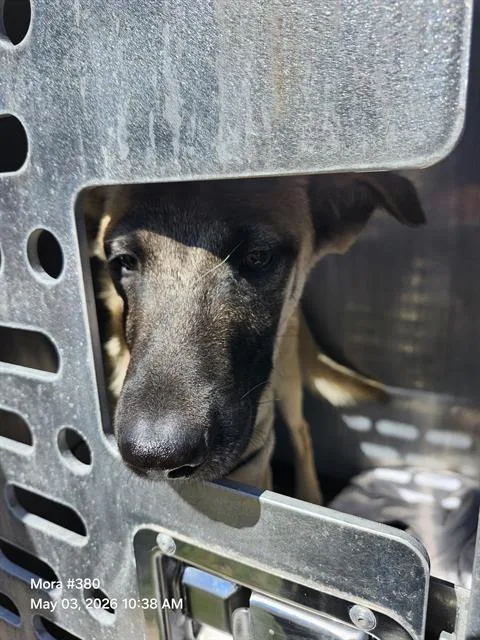 Rambo