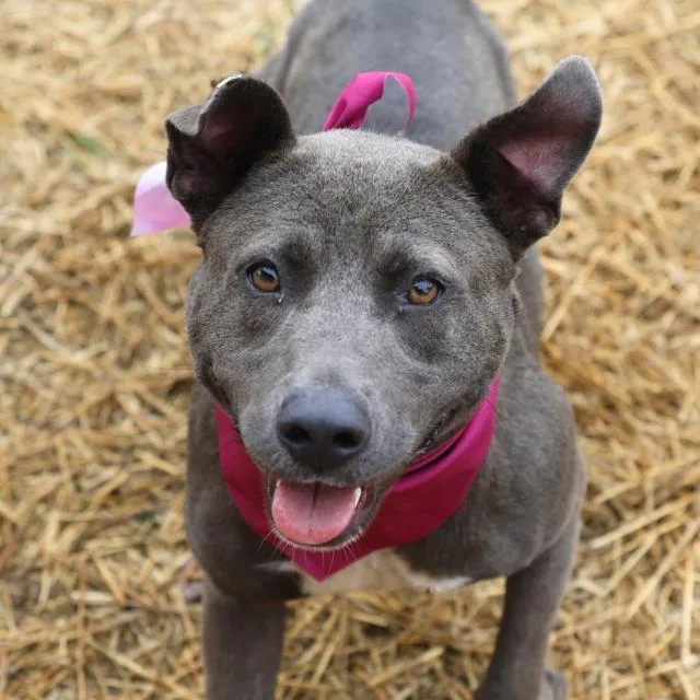 A young small-sized female American Staffordshire Terrier dog named Gorda for adoption in San Antonio, TX