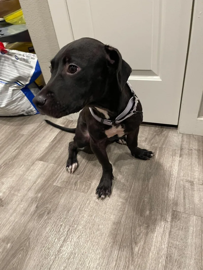 A baby medium-sized male Black Labrador Retriever dog named Ellis McPickle for adoption in Humble, TX