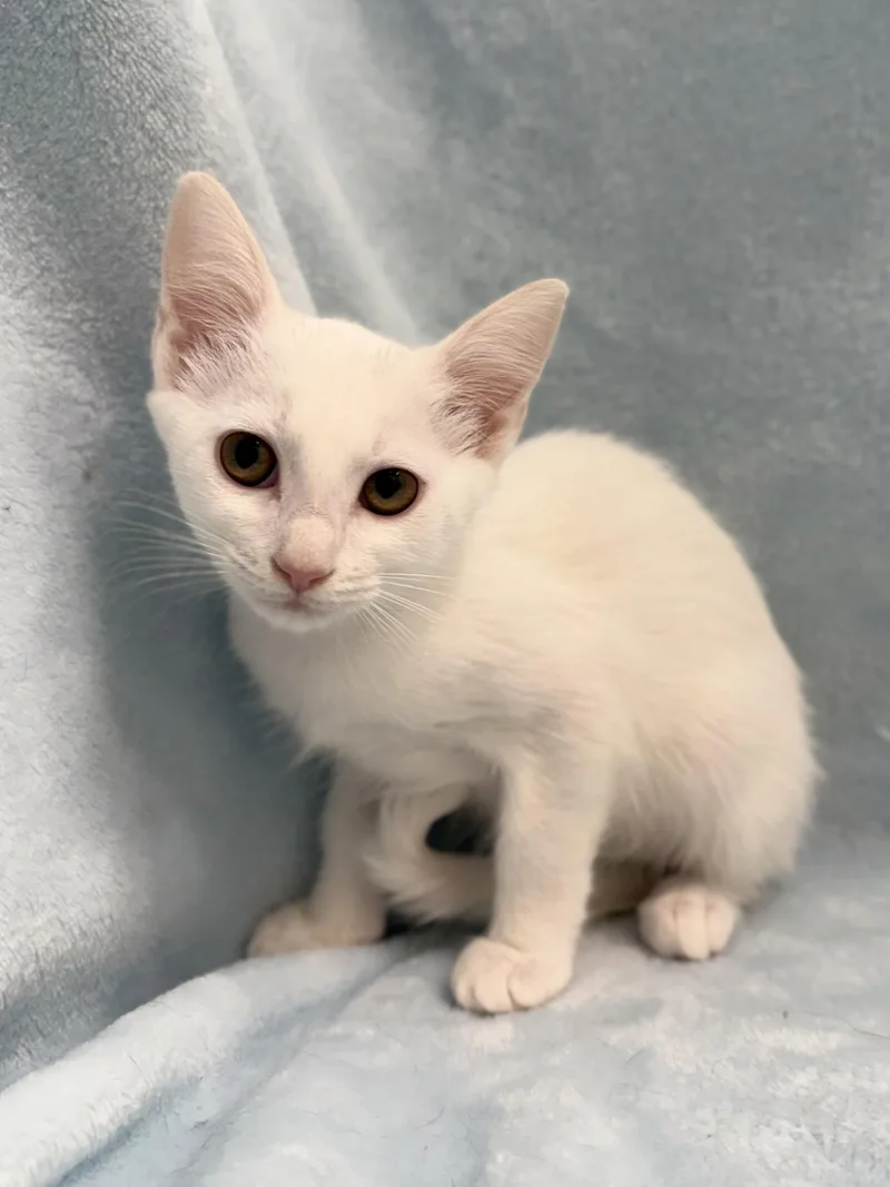 A baby medium-sized female White Domestic Short Hair cat named Buttercreme for adoption in Greensboro, NC