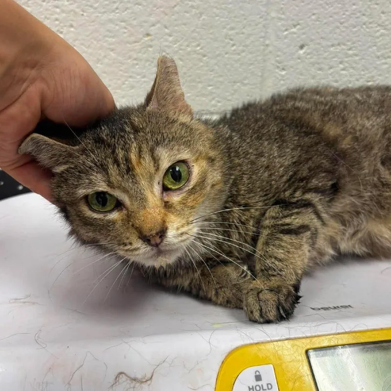 An adult medium-sized female Brown / Chocolate Domestic Short Hair cat named Jessie for adoption in Rocky Mount, VA