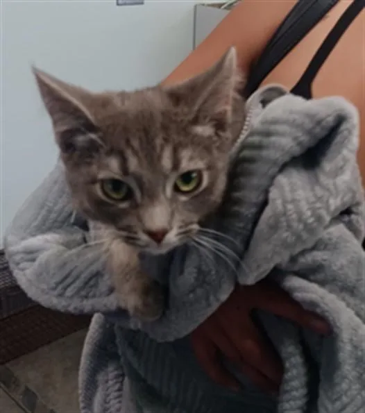 A young small-sized male Domestic Short Hair cat named Snooker for adoption in Los Angeles, CA
