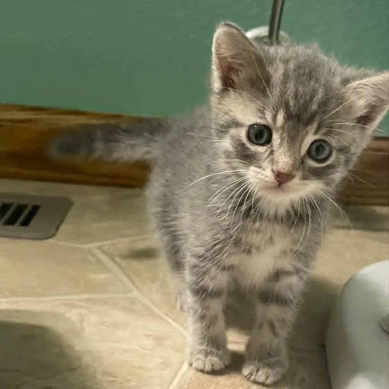 A baby small-sized female Gray / Blue / Silver Domestic Short Hair cat named Belle for adoption in Alma, WI